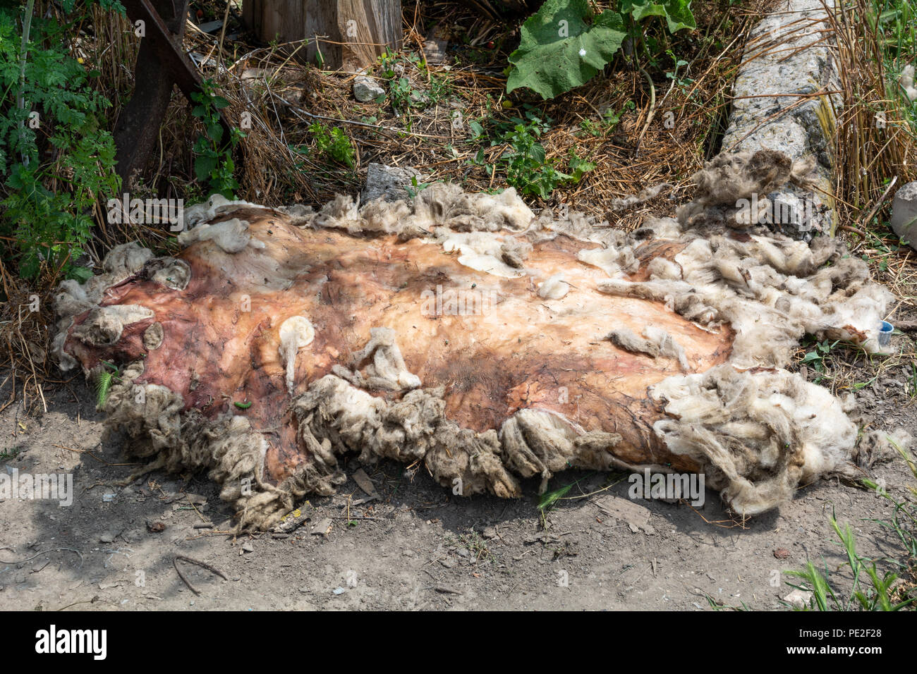 Schafe Haut trocknet auf dem Boden hinter den Hinterhof eines Bauernhauses Stockfoto