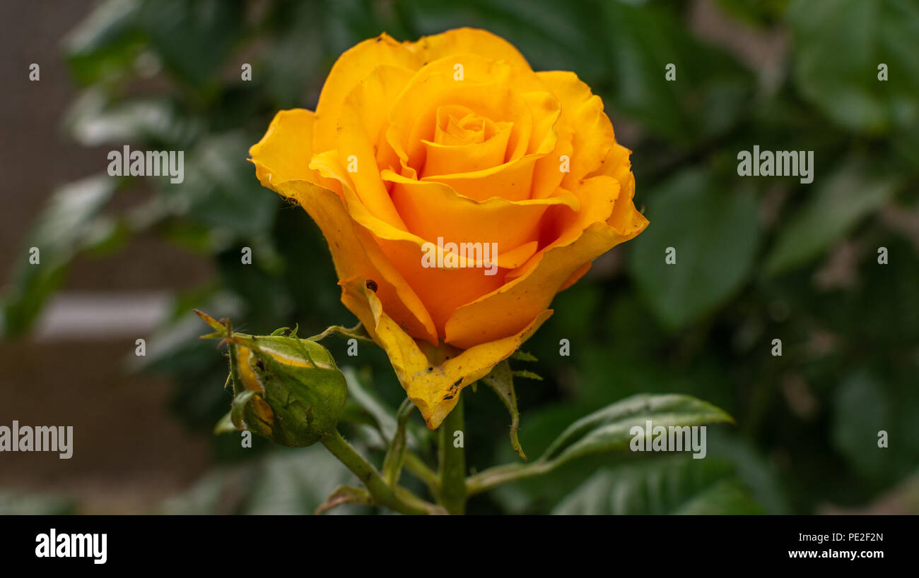 Gelbe rose bud auf grünem Hintergrund Stockfoto
