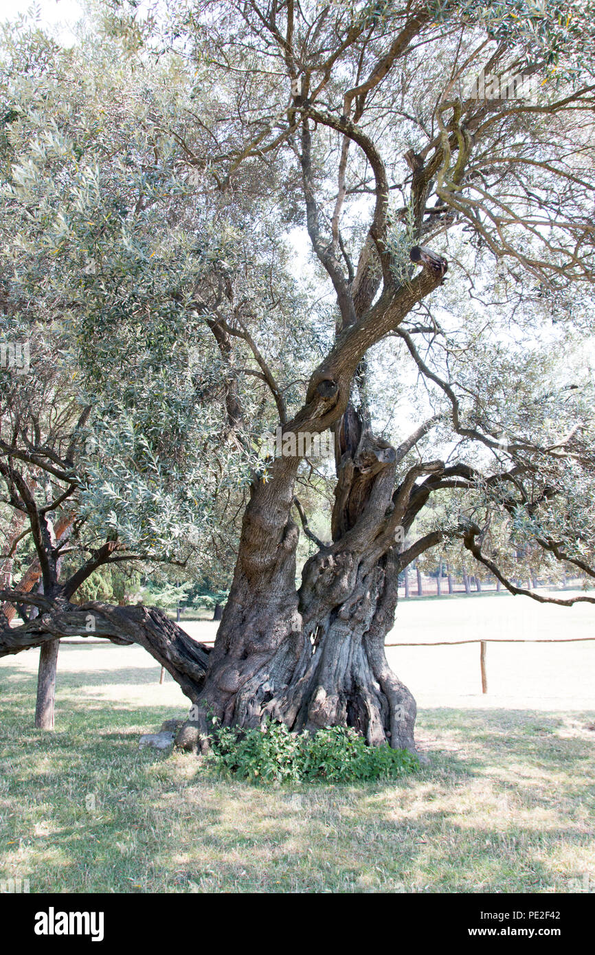 1600 Jahre alter Olivenbaum, Brjuni Nationalpark, Kroatien, Europa  Stockfotografie - Alamy