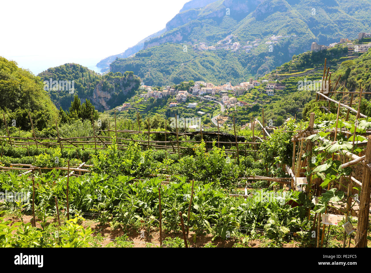 Weinberge unter den Hügeln entlang der Küste von Amalfi, Ravello, Italien Stockfoto