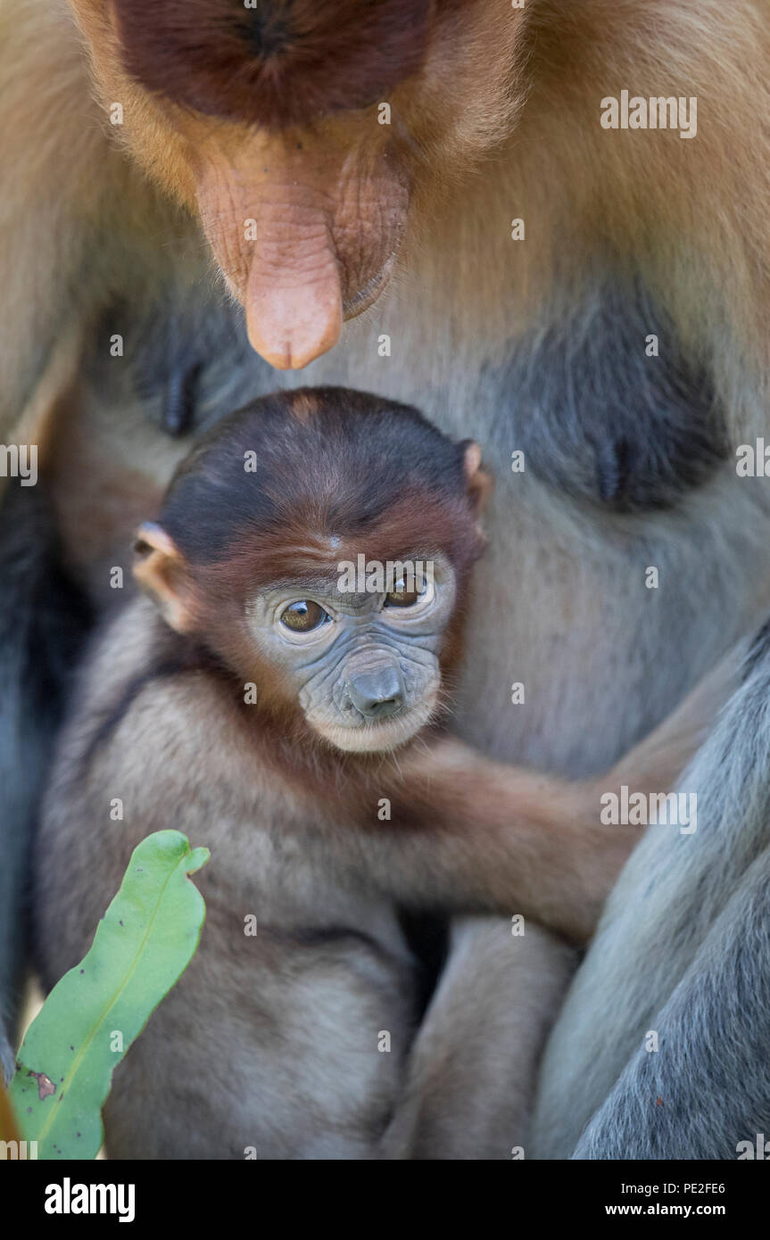 Baby proboscis Monkey im Arm der Mutter Stockfoto