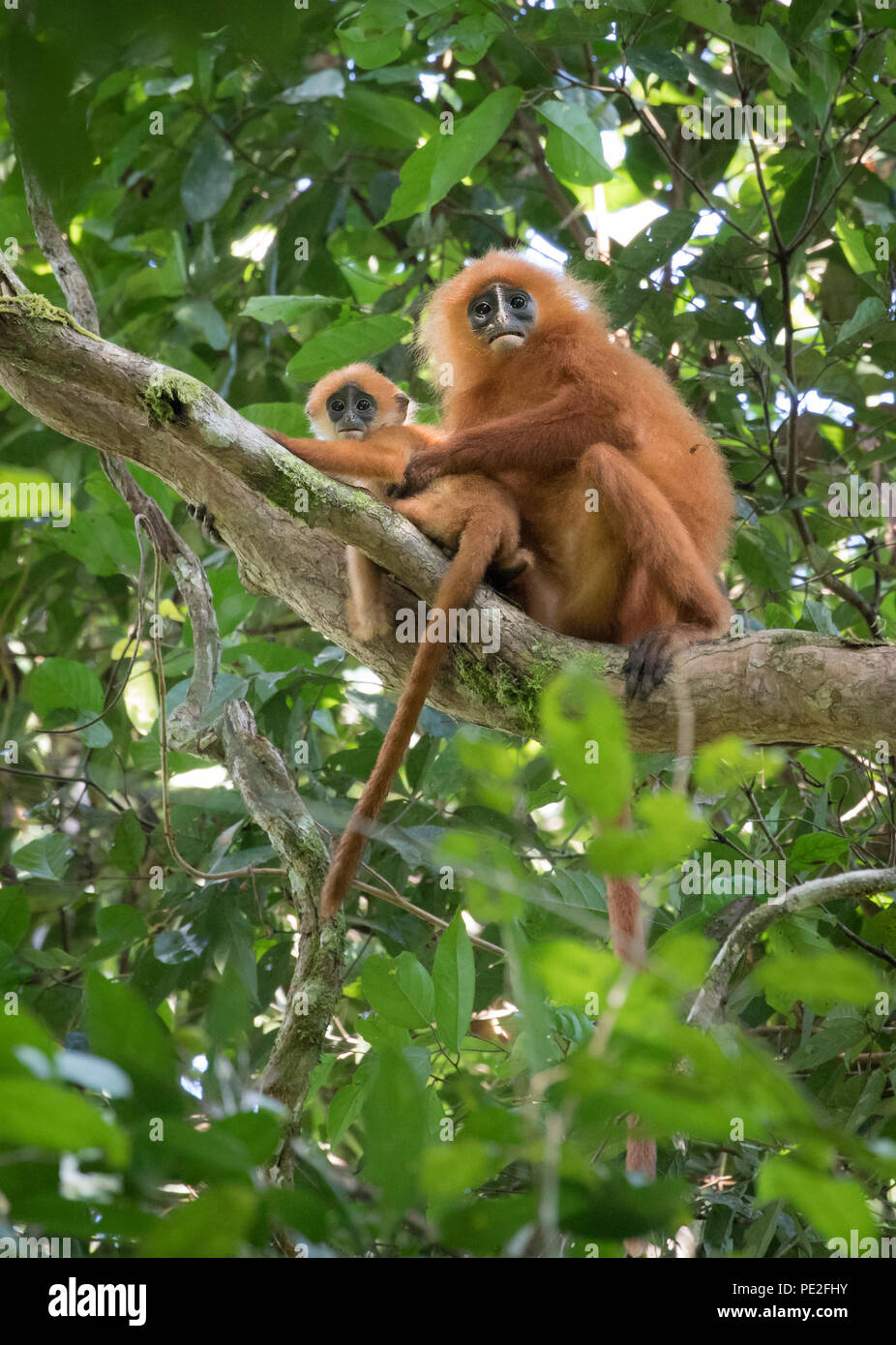 Mutter und Baby Red Leaf Affe auf einem Zweig Stockfoto