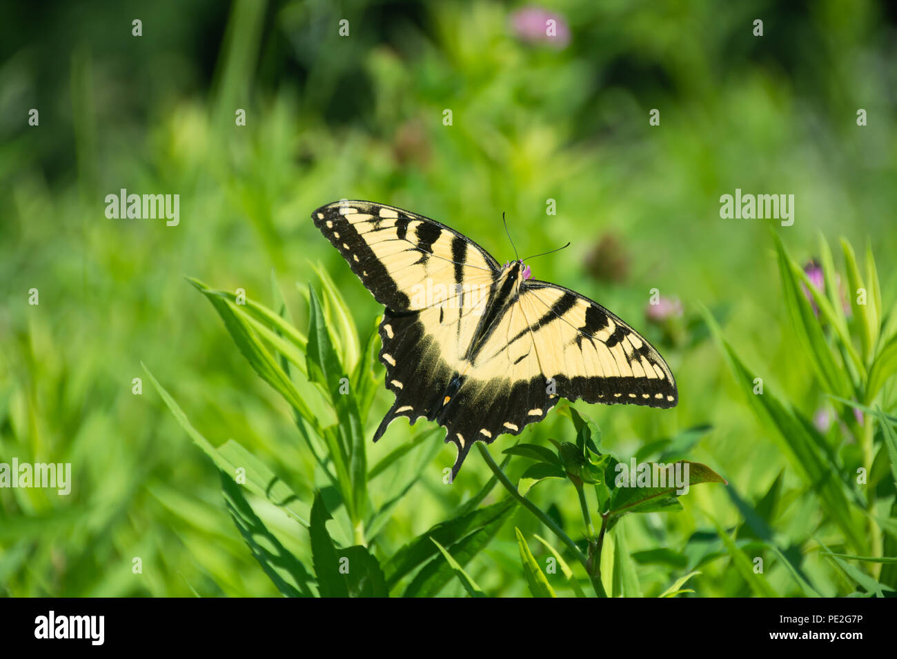 Tiger Swallowtail Schmetterlinge. Eine ländliche Wiese in Indiana Stockfoto