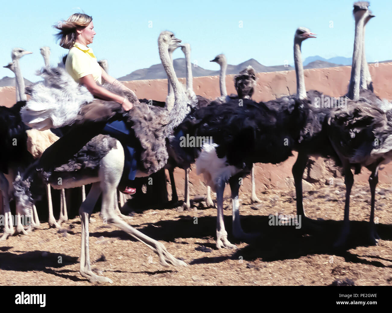 Eine weibliche Touristen hält fest an den Flügeln der Strauß (Struthio camelus), wie sie reitet es Bareback inmitten einer Herde der größten Vögel der Welt bei einer Straußenfarm in der Nähe von Oudtshoorn, Südafrika. Solche Betriebe in den späten 1800er und frühen 1900er Jahre, als die ausgefallenen Federn dieser flugunfähige Vögel in der Nachfrage, high-fashion Zubehör für wohlhabende Frauen waren, blühte. Heute ist die Bauernhöfe sind Sehenswürdigkeiten bietet dem Besucher die Möglichkeit, die schnell laufenden Tiere zu reiten und auch auf Ihre riesige Eier essen. Stockfoto