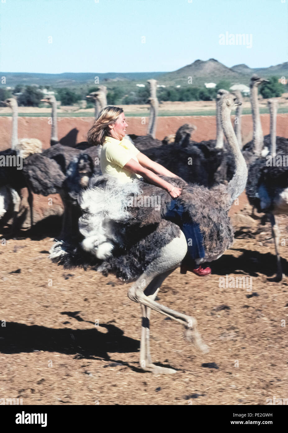 Eine weibliche Touristen hält fest an den Flügeln der Strauß (Struthio camelus), wie sie reitet es hinter einer Herde der größten Vögel der Welt bei einer Straußenfarm in der Nähe von Oudtshoorn, Südafrika Bareback. Solche Betriebe in den späten 1800er und frühen 1900er Jahre, als die ausgefallenen Federn dieser flugunfähige Vögel in der Nachfrage, high-fashion Zubehör für wohlhabende Frauen waren, blühte. Heute ist die Bauernhöfe sind Sehenswürdigkeiten bietet dem Besucher die Möglichkeit, die schnell laufenden Tiere zu reiten und auch auf Ihre riesige Eier essen. Stockfoto