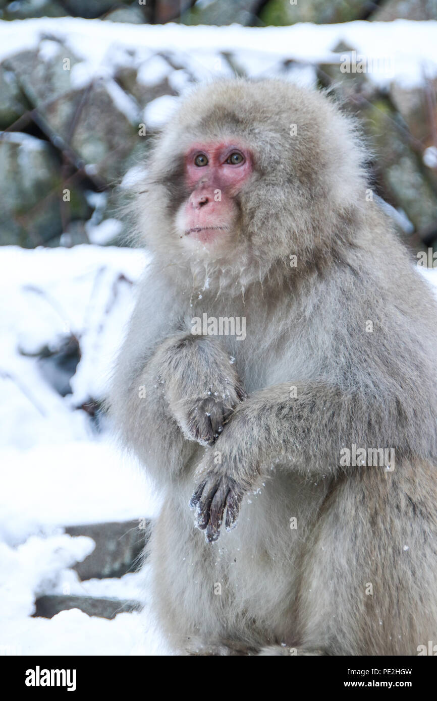 Snow monkey Weibchen im Schnee Jigokudani Monkey Park in Nagano, Japan (Dezember 2017). Stockfoto