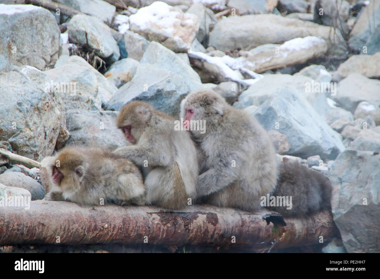 Gruppe von Pflege Schnee Affen auf ein heisses Wasser Rohr in der jigokudani snow Monkey Park in Nagano, Japan sitzen (Dezember 2017). Stockfoto
