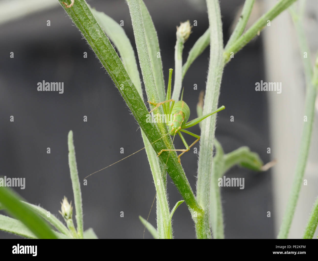 Grüne Cricket Insekt Stockfoto