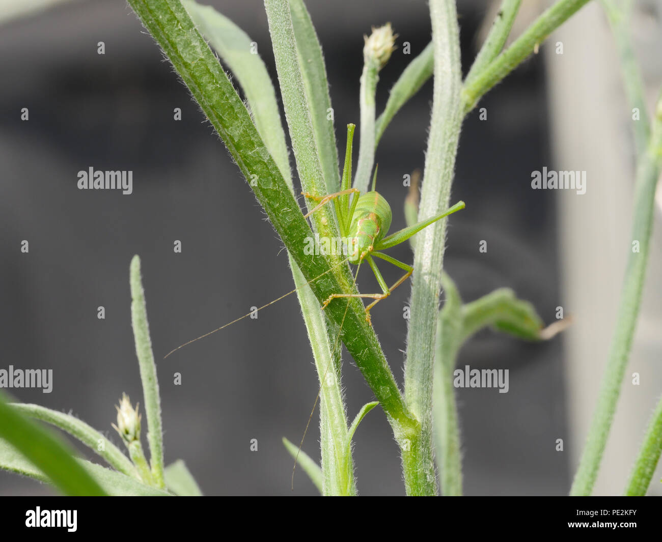 Grüne Cricket Insekt Stockfoto