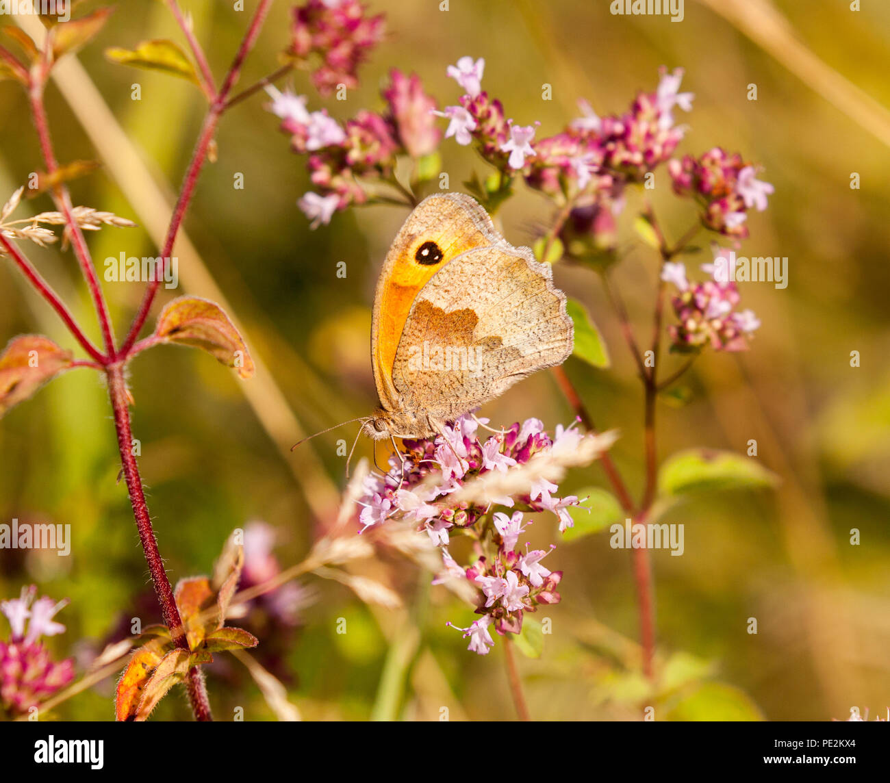 Wiese braun butterfly Pyrausta aurata in der englischen Landschaft Stockfoto