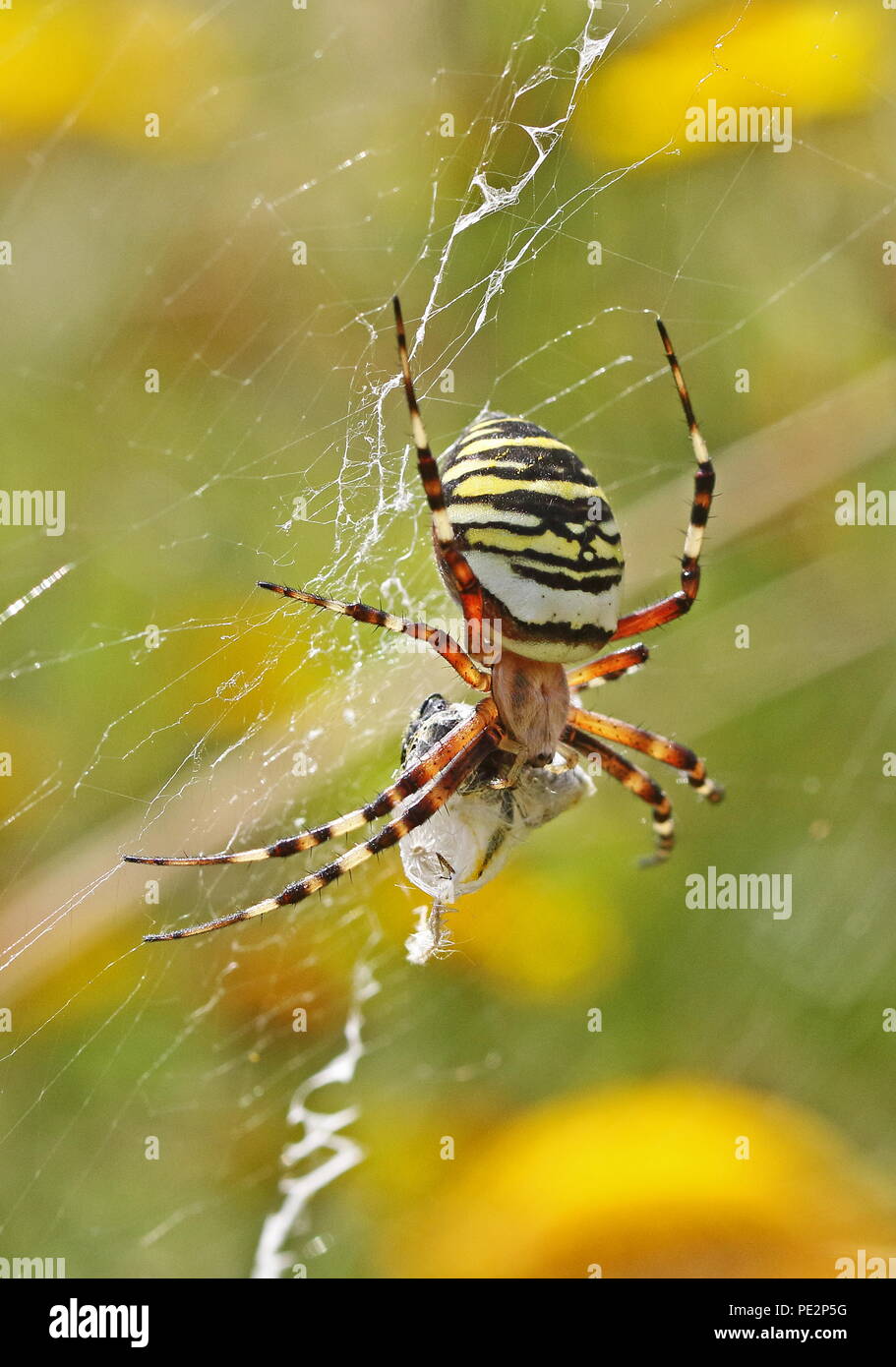 Wasp Spider (Argiope Bruennichi) erwachsenen Weibchen auf Web mit eingepackt Beute Eccles-on-Sea, Norfolk, UK August Stockfoto