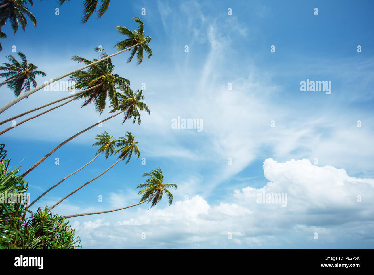 Tropischen Strand von Sri Lanka Stockfoto