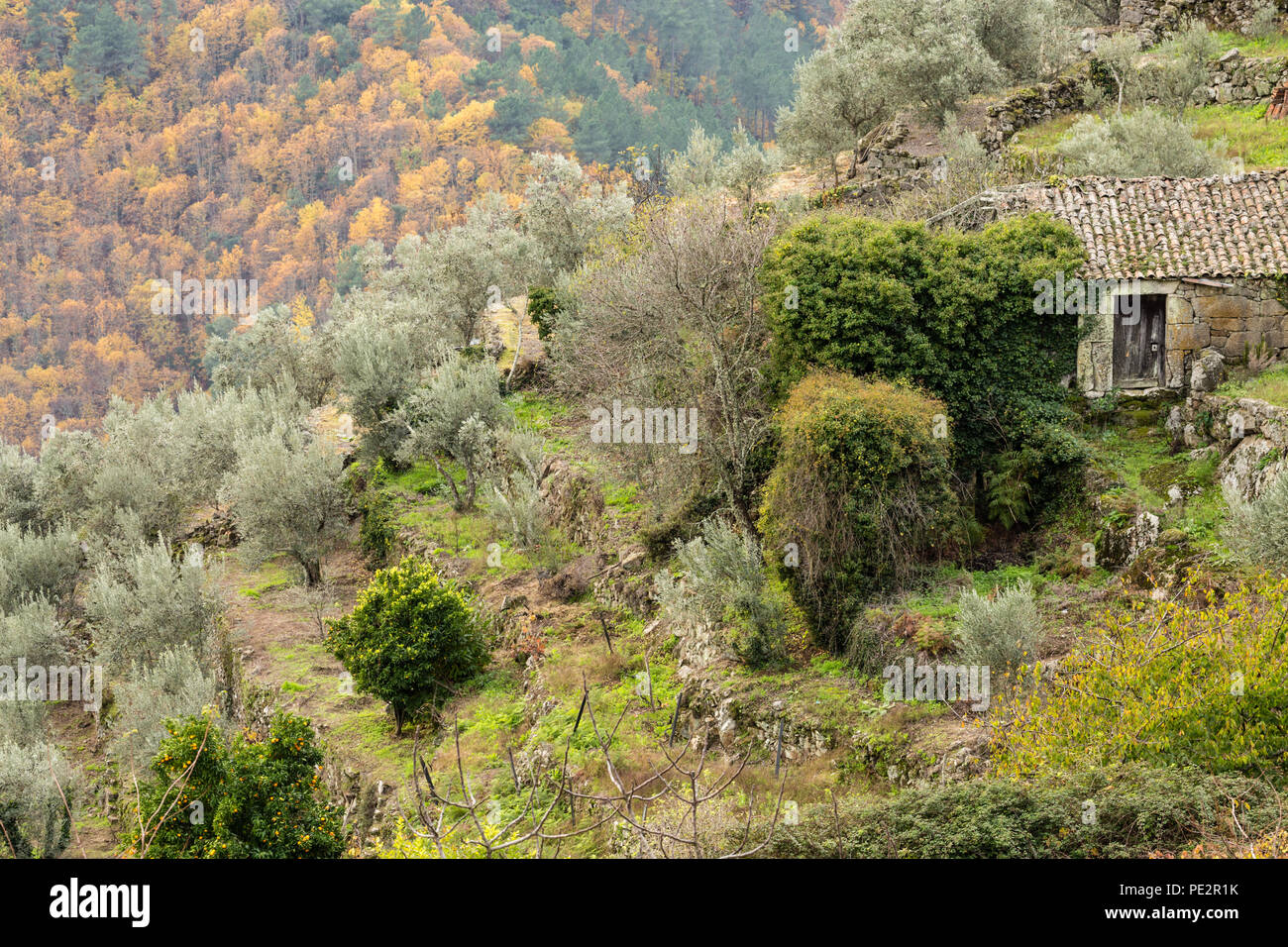 Landschaft in der Nähe von Pomarelhos Szene, mit Bauernhof Hütte/Halle Gebäude, und im Herbst Farbe im Wald hängen hinter Terrassen, Alto Douro Wein Port Stockfoto