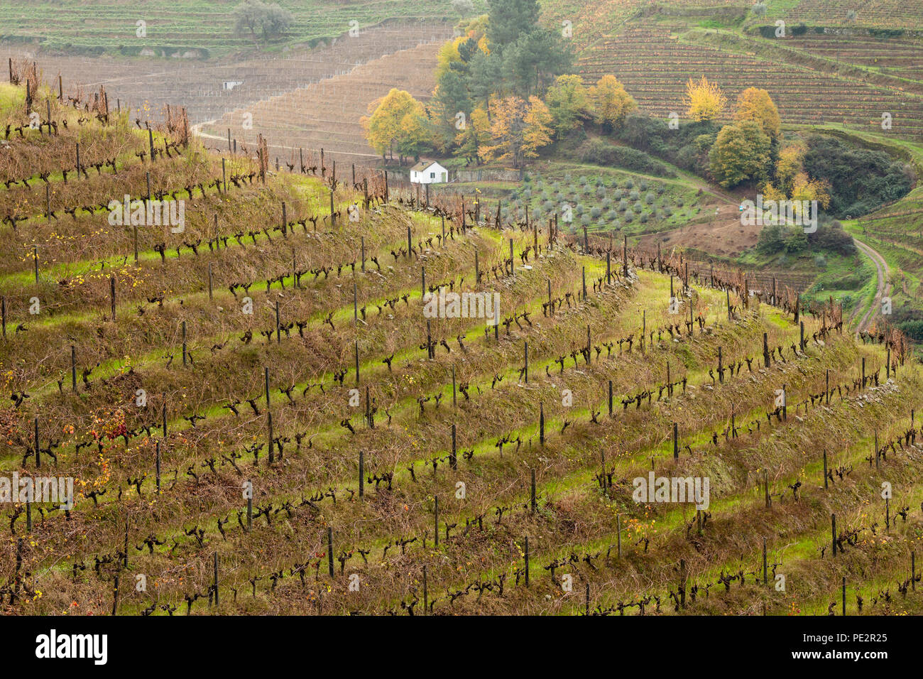 Muster in abgestuften Bereich Terrassen, im Herbst nach der Weinlese, Alto Douro Port Wine Region, Portugal Stockfoto