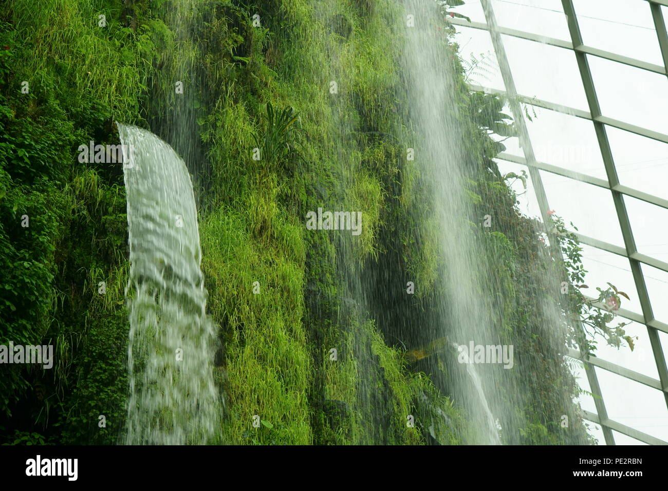 Im Nebelwald und den Wasserfall Stockfoto