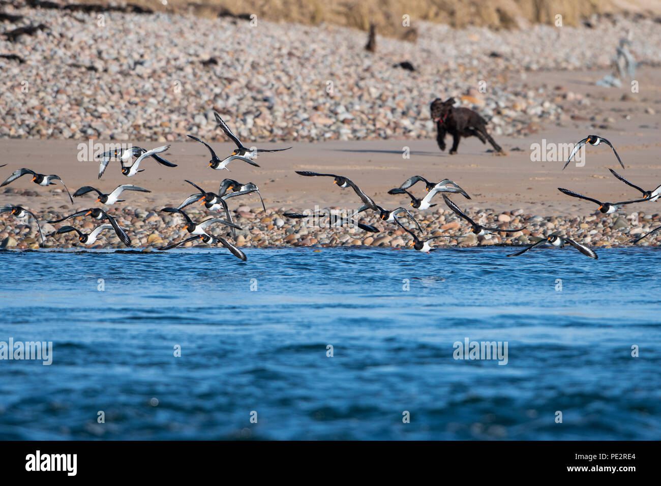 Ein Hund läuft mit einer wader Roost und erschreckte die Vögel in Flug, Loch Flotte Naturschutzgebiet, Sutherland, ScotlandUK Stockfoto