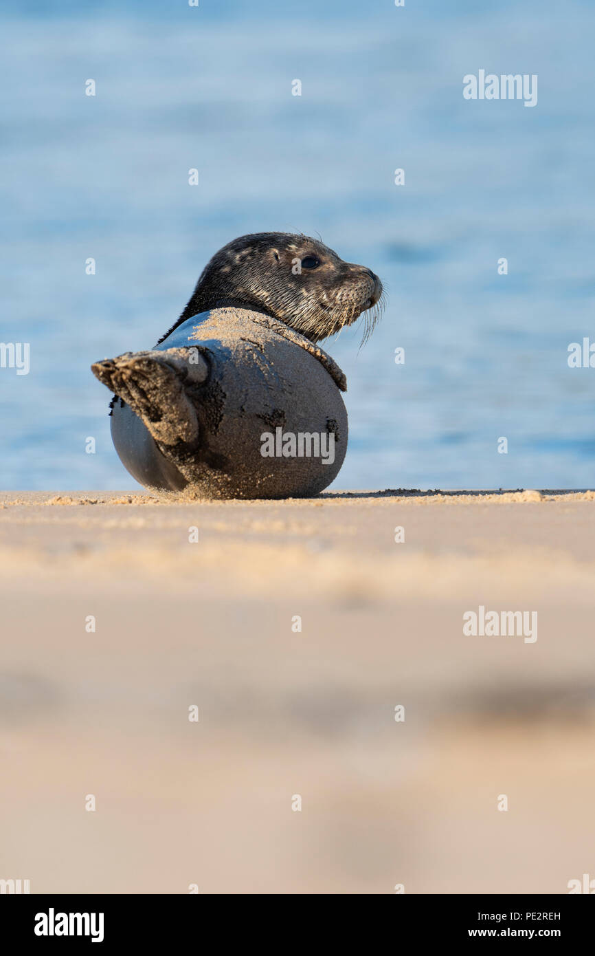 Ein Seehund (Phoca vitulina) Entspannung am Strand an der Coul Links. Loch Flotte, Sutherland, Schottland, UK Stockfoto