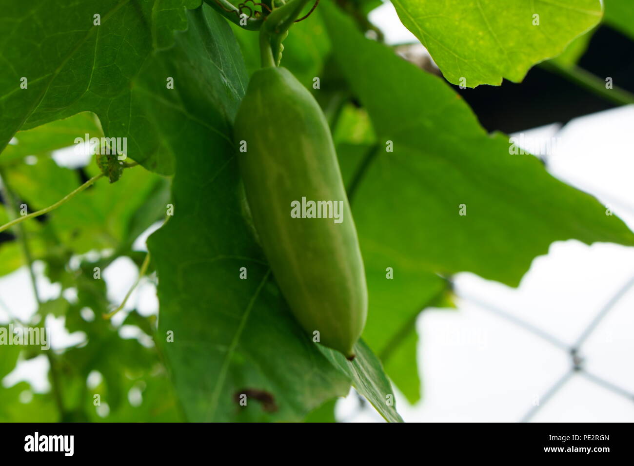 Nahaufnahme von essbaren Ivy gourd hängen von Kletterer Anlage Stockfoto