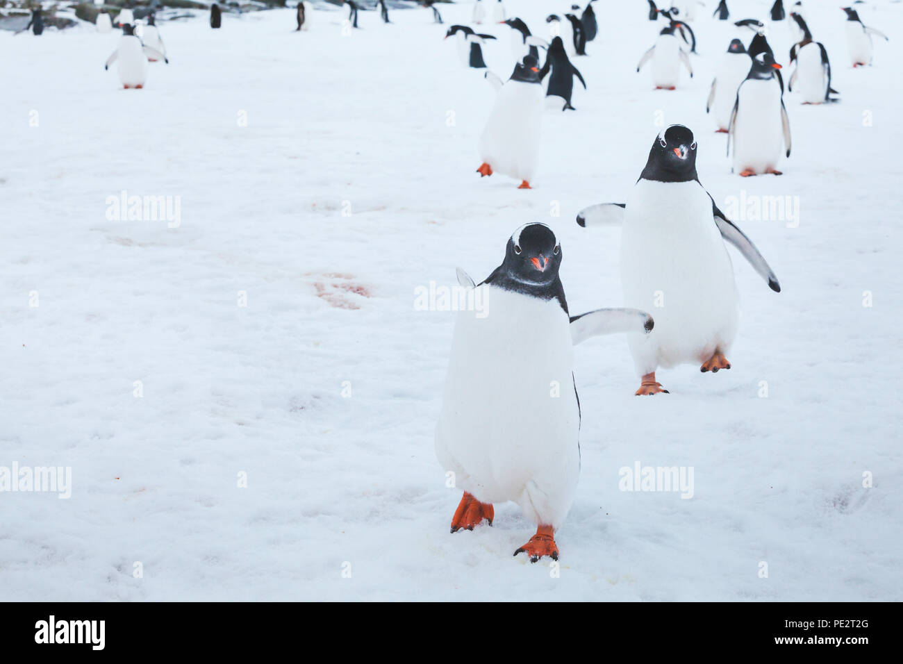 Cute funny Gentoo Penguins Laufen auf Schnee zu der Kamera, neugierige Vögel in der Antarktis, Begeisterung Konzept Stockfoto