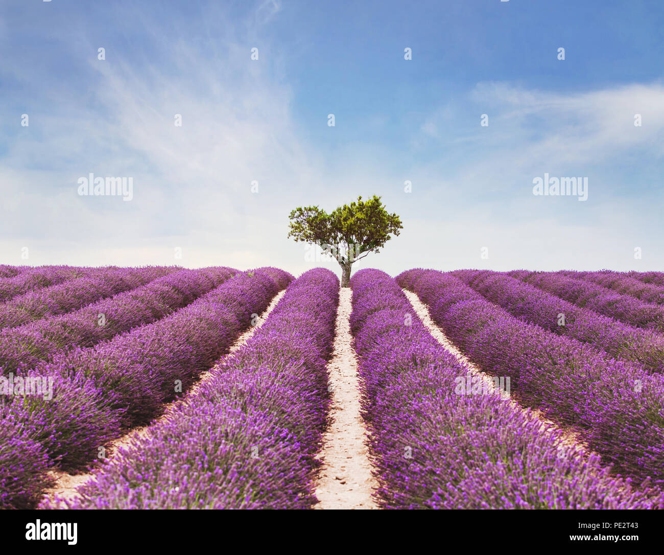 Schöne inspirierende Landschaft, bunte Schönheit der Natur, der Lavendel Blumen in voller Blüte und einsamer Baum Stockfoto