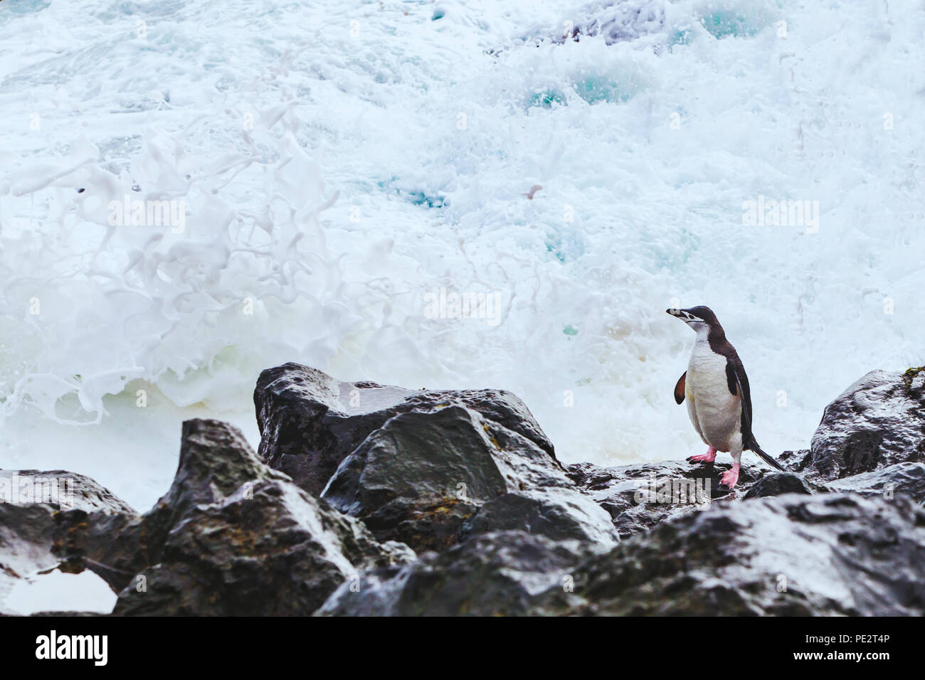 Brave Zügelpinguin in der Antarktis Stockfoto