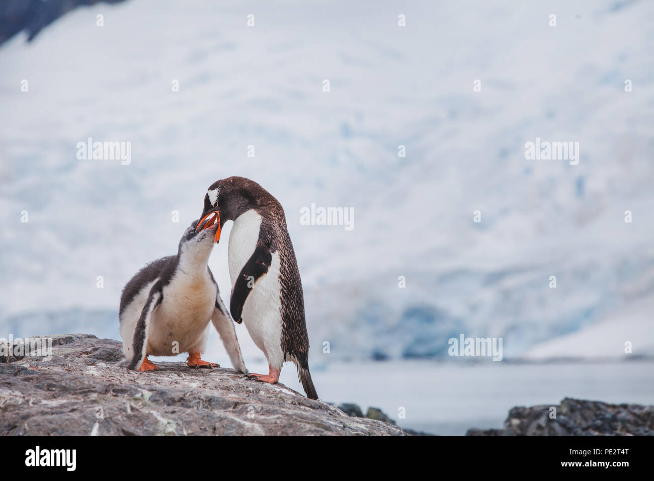 Gentoo Pinguin sein baby Chic in der Antarktis Fütterung Stockfoto