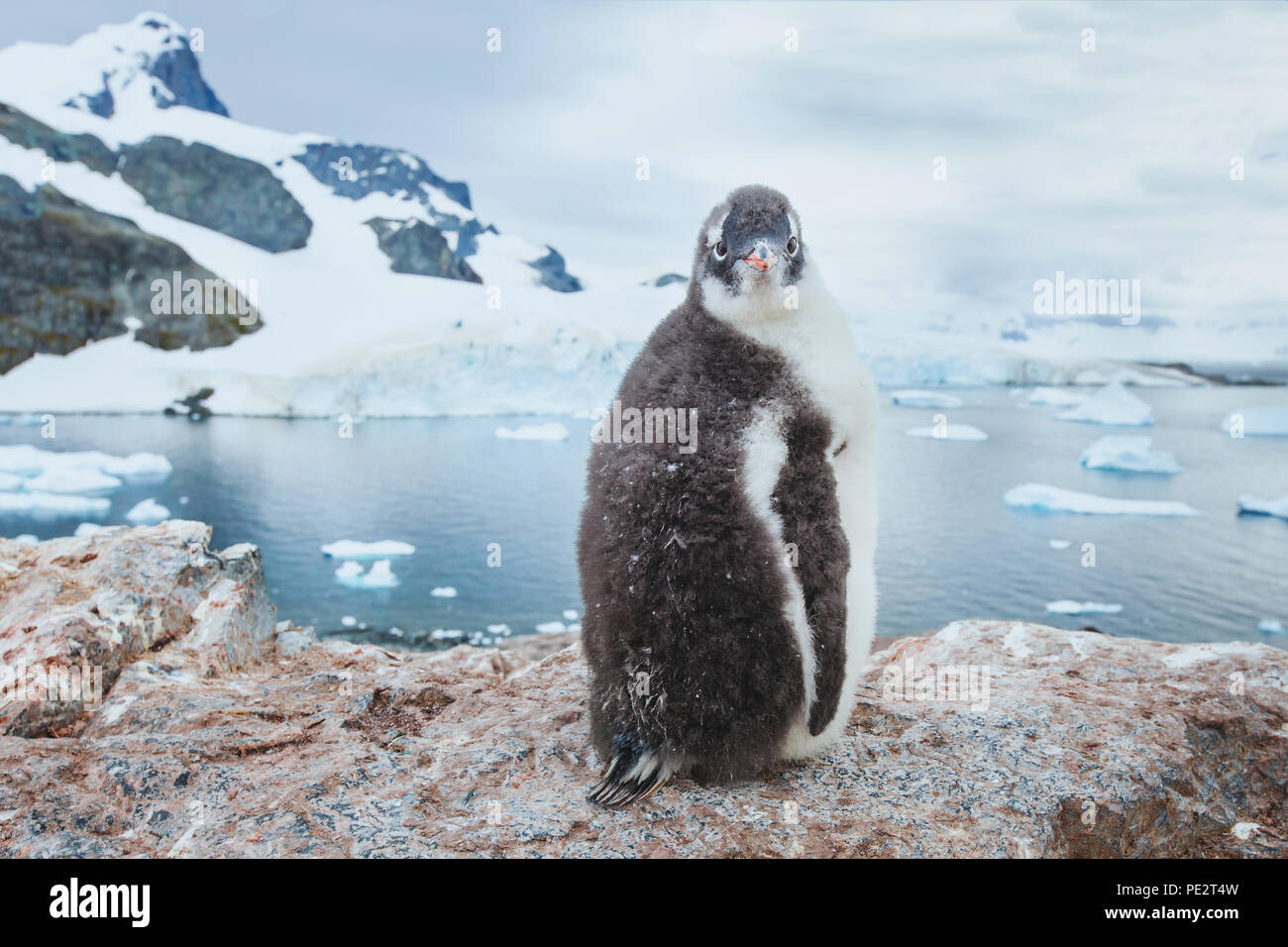 Gentoo Pinguin chic in der Antarktis, Neugierige lustige Tier Baby bird Portrait an Kamera suchen, Antarktis Natur Tierwelt Stockfoto