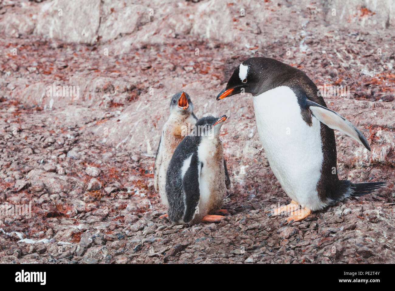 Gentoo Pinguin Elternteil mit zwei hungrigen chics Kinder in der Antarktis, niedlichen Baby Vögel Wildtiere Stockfoto