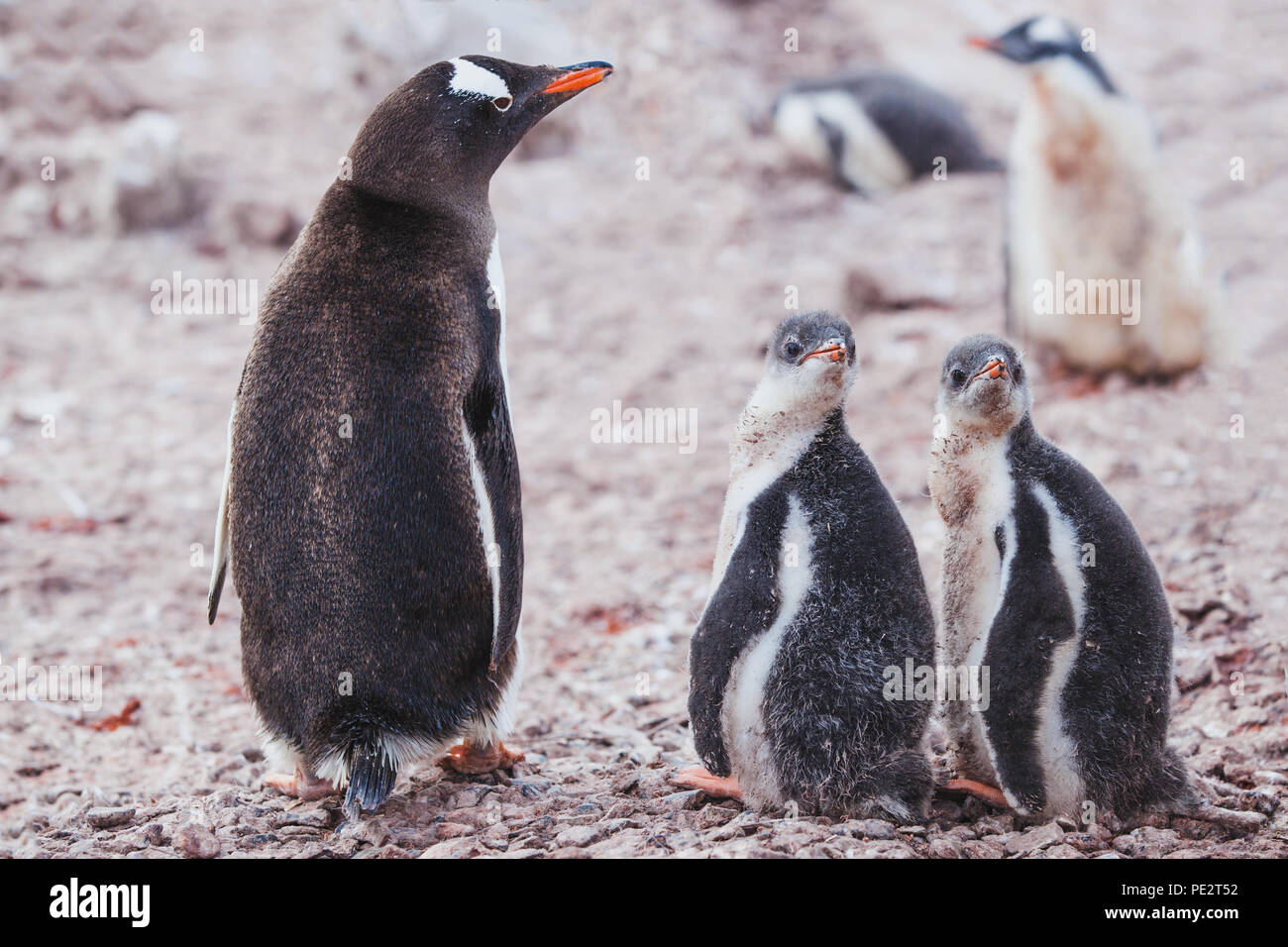 Cute Baby Pinguine, Mutter mit Chics, Vögel der Antarktis Stockfoto