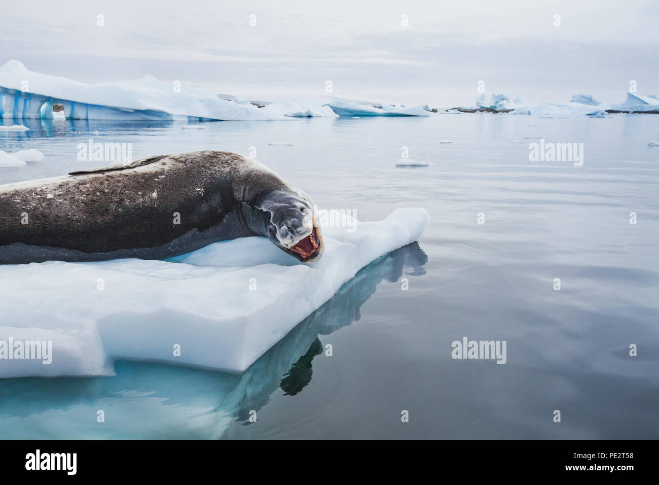 Leopard Dichtung mit offenen Mund auf Eisberg in der Antarktis Stockfoto