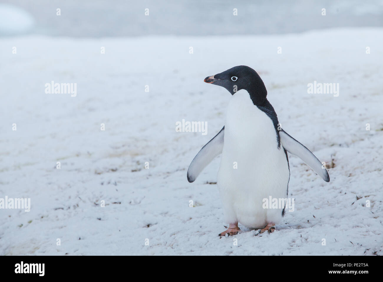 Adelie Pinguine in der Antarktis, Antarktis, Wildlife Stockfoto