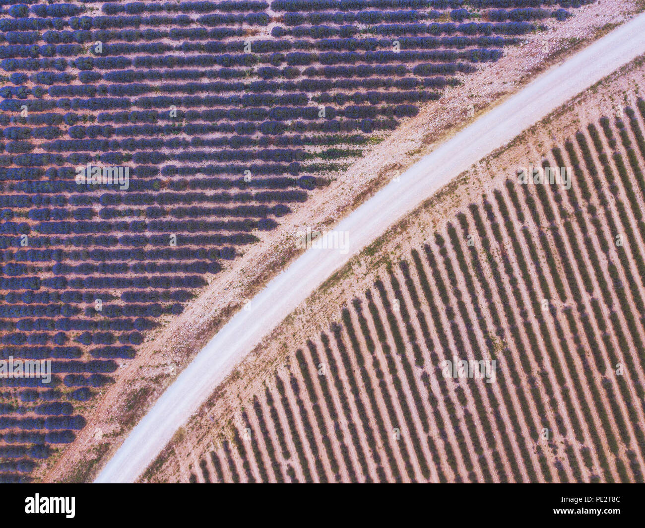Antenne Geometrie Landschaft Draufsicht, Straße zwischen Lavendelfeldern, drone Fotografie Stockfoto