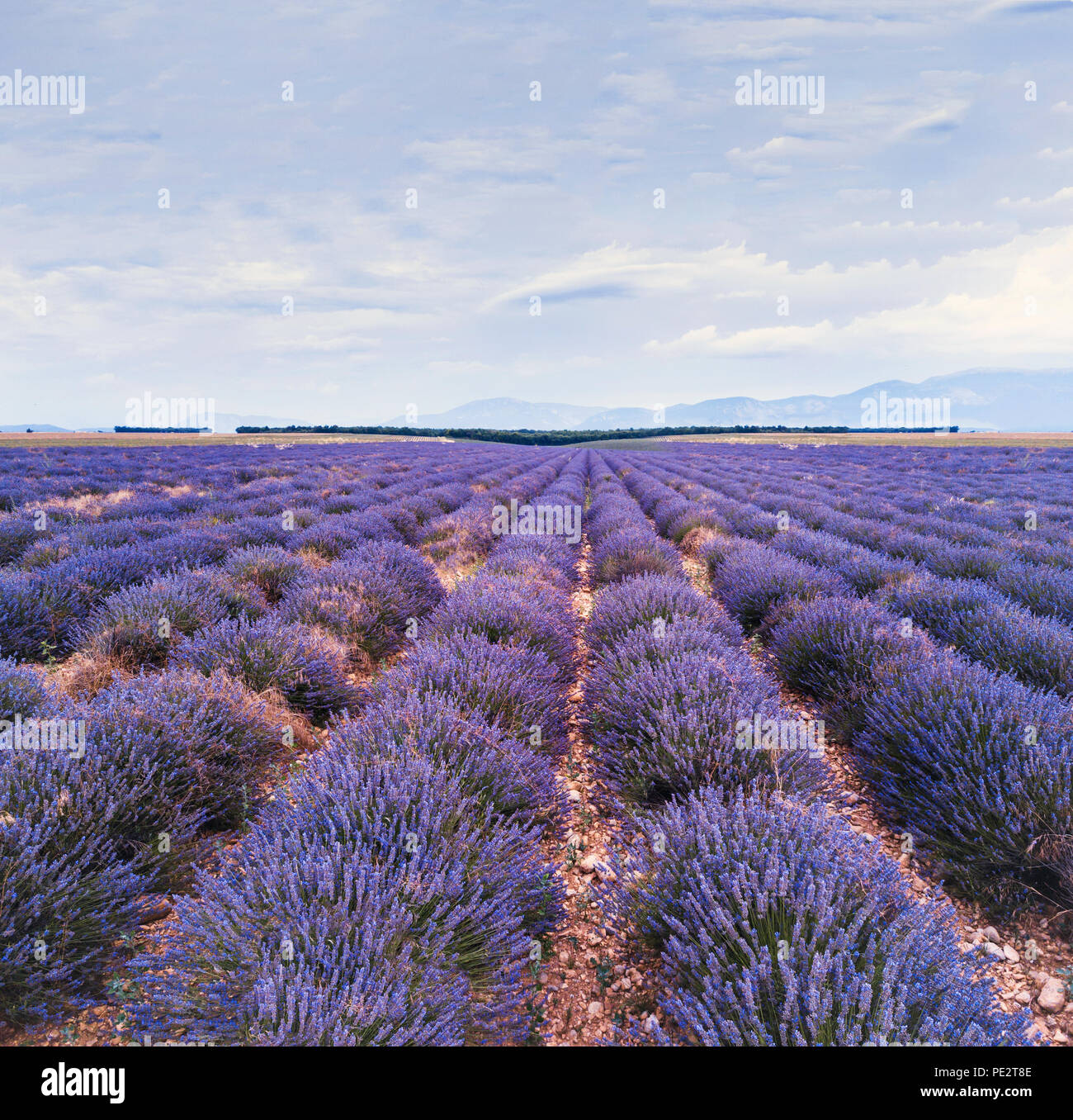 Schöne Natur Landschaft Lavendelfeld in der Blüte in der Provence, Frankreich Stockfoto