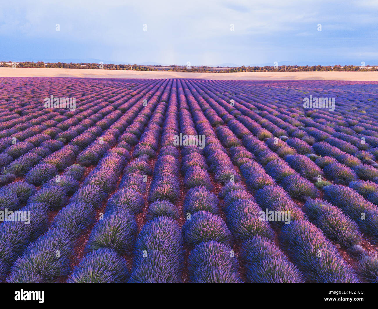 Lavendelfeld in der Provence, Frankreich, schöne Landschaft mit lila Blüten Stockfoto