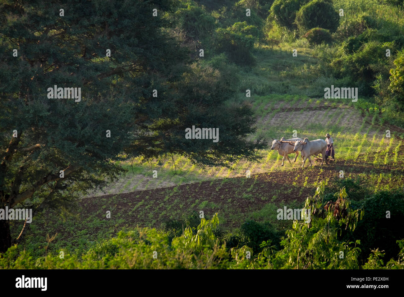 Ein Mann und sein Vieh Pflügen eines Feldes in der Morgensonne in Bagan, Myanmar Stockfoto