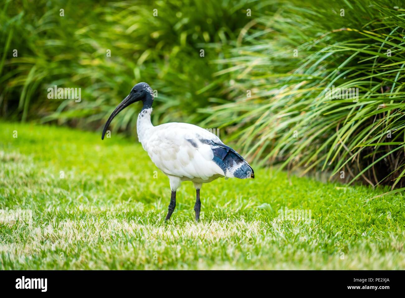 Australian white ibis Threskiornis Molukken in einem Park in Brisbane. Stockfoto