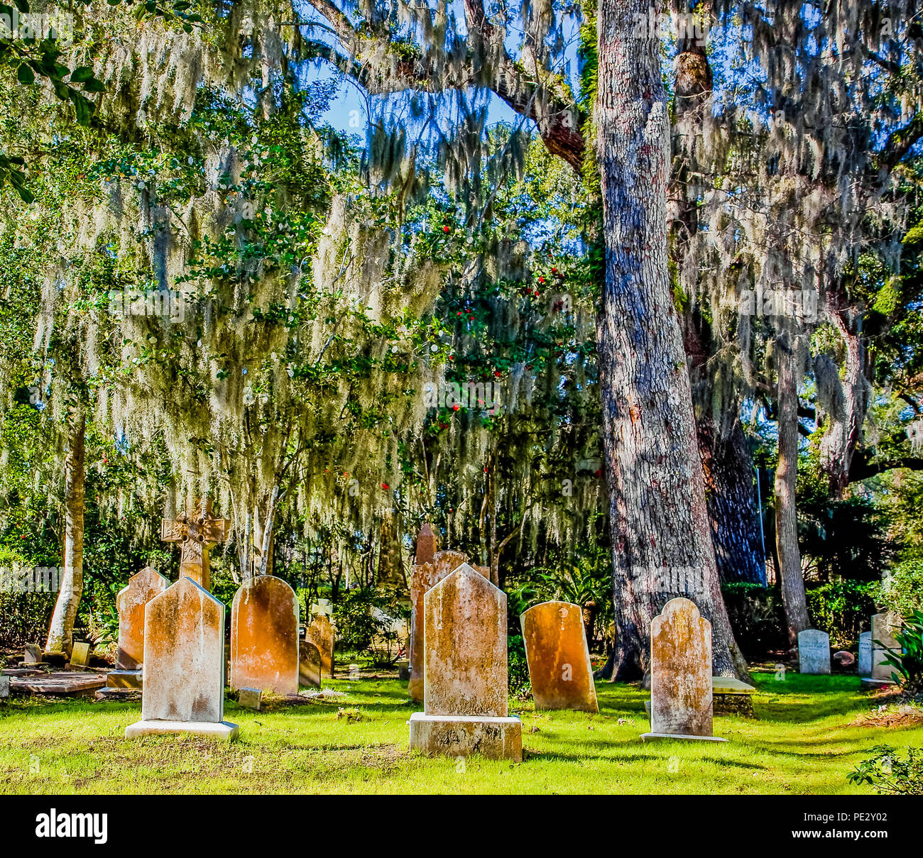 Alten südlichen Eichen in spanischen Moos bedeckt Stockfoto