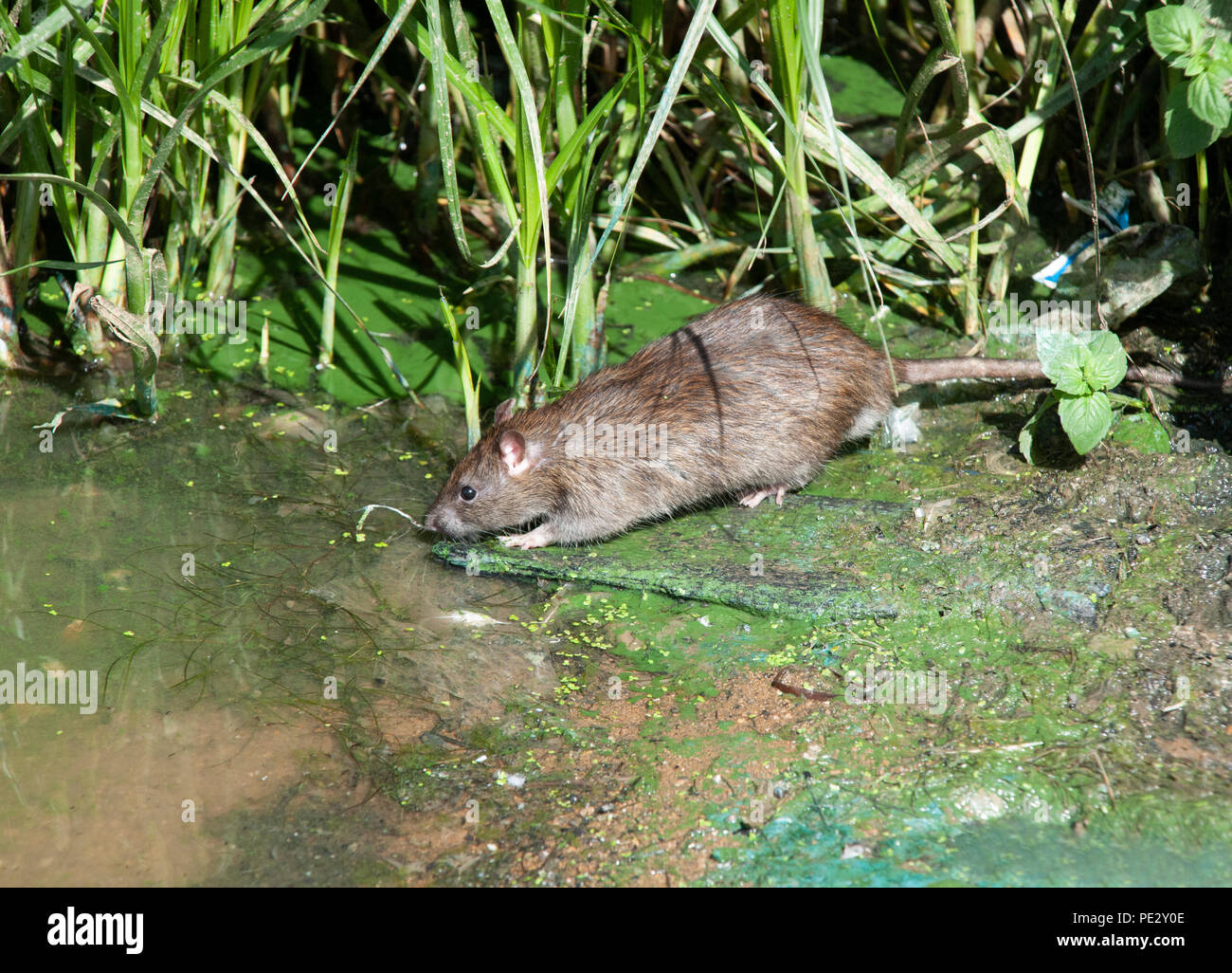 Braune Ratte (Rattus norvegicus), Fluss in der Nähe von Brent Brent, Behälter, auch als Walisischen Harfe Reservoir, Brent, London, Vereinigtes Königreich bekannt Stockfoto