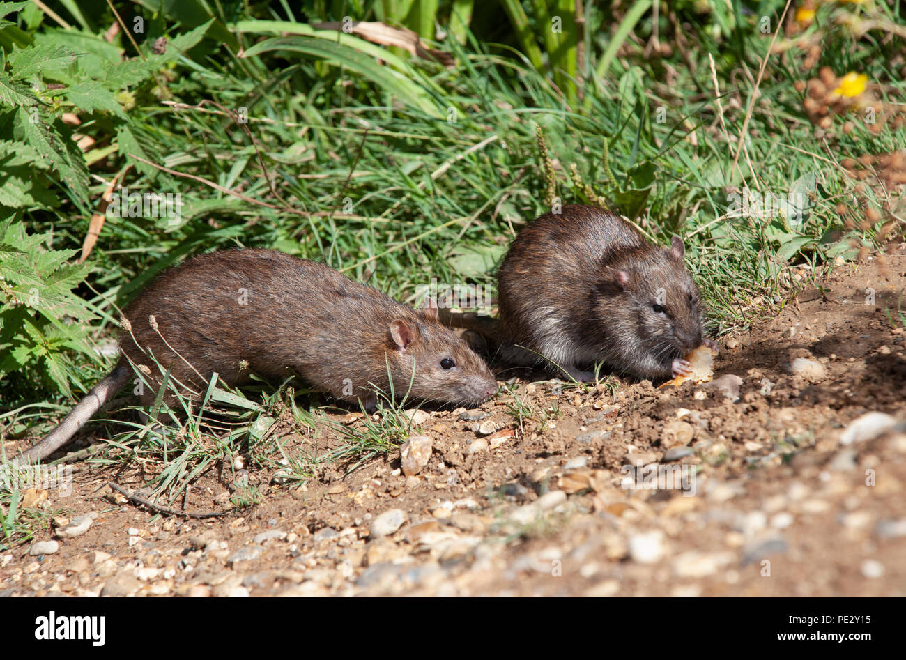 Zwei braune Ratten (Rattus norvegicus), Brent Behälter, auch als Walisischen Harfe Reservoir, Brent, London, Vereinigtes Königreich bekannt Stockfoto