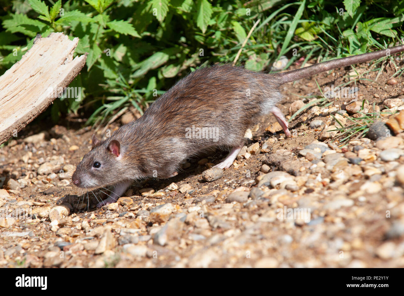 Braune Ratte (Rattus norvegicus), die auf den Banken von Brent Behälter, auch als Walisischen Harfe Reservoir, Brent, London, Vereinigtes Königreich bekannt Stockfoto