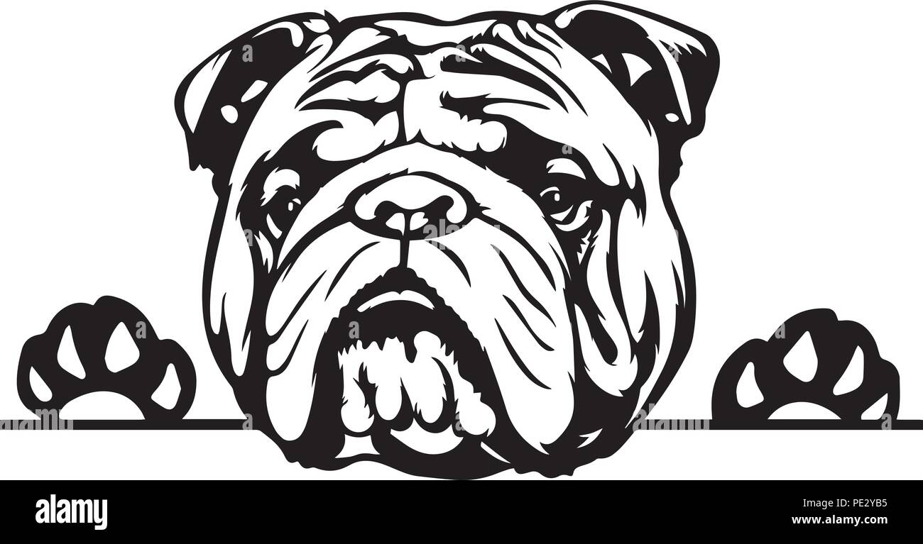 Englische Bulldogge Zucht Haustier Welpen isoliert Kopf Gesicht Stock Vektor