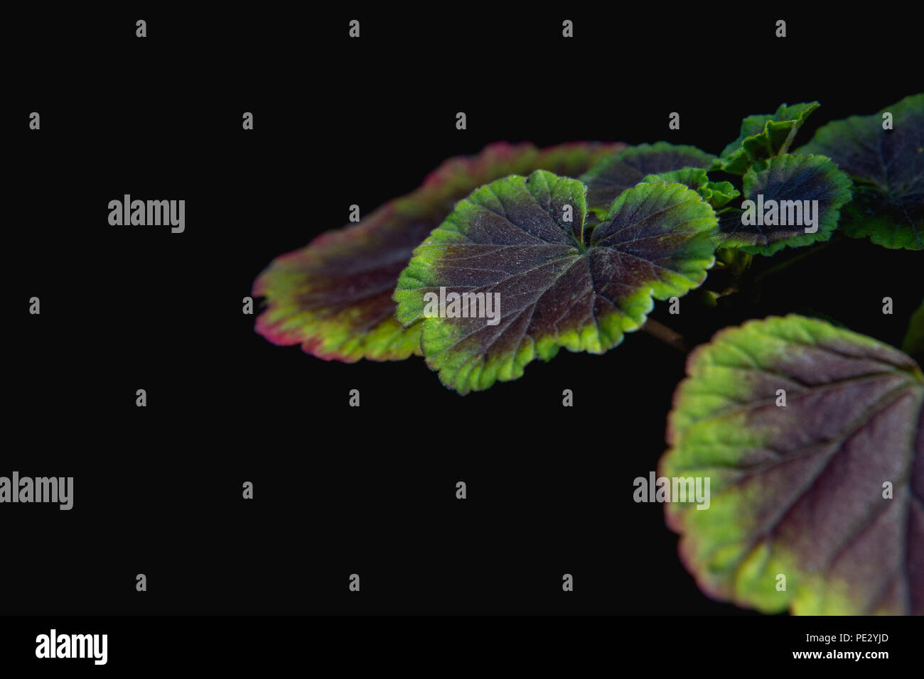 Geranien (Pelargonien) auf schwarzem Hintergrund Stockfoto