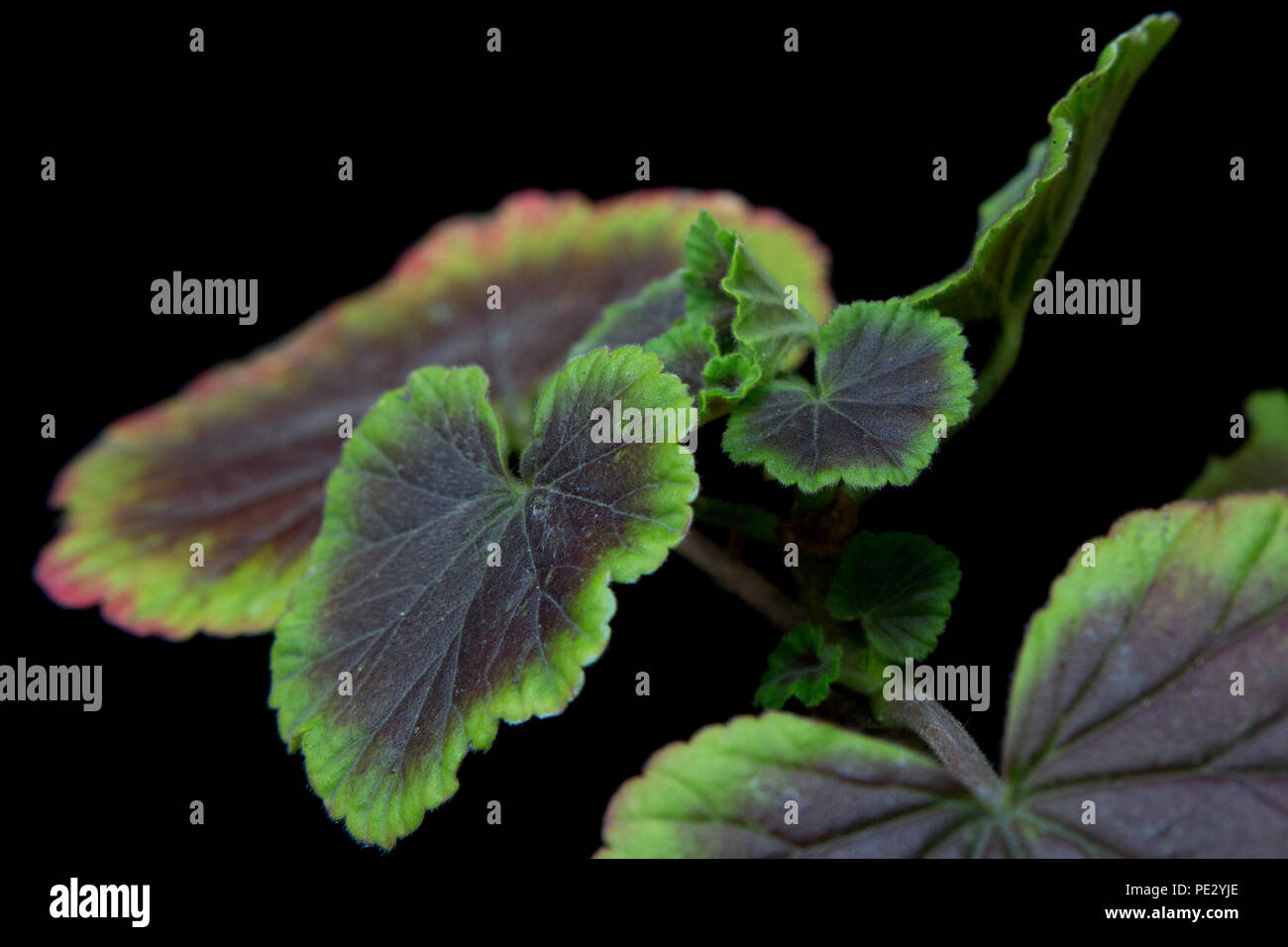 Geranien (Pelargonien) auf schwarzem Hintergrund Stockfoto