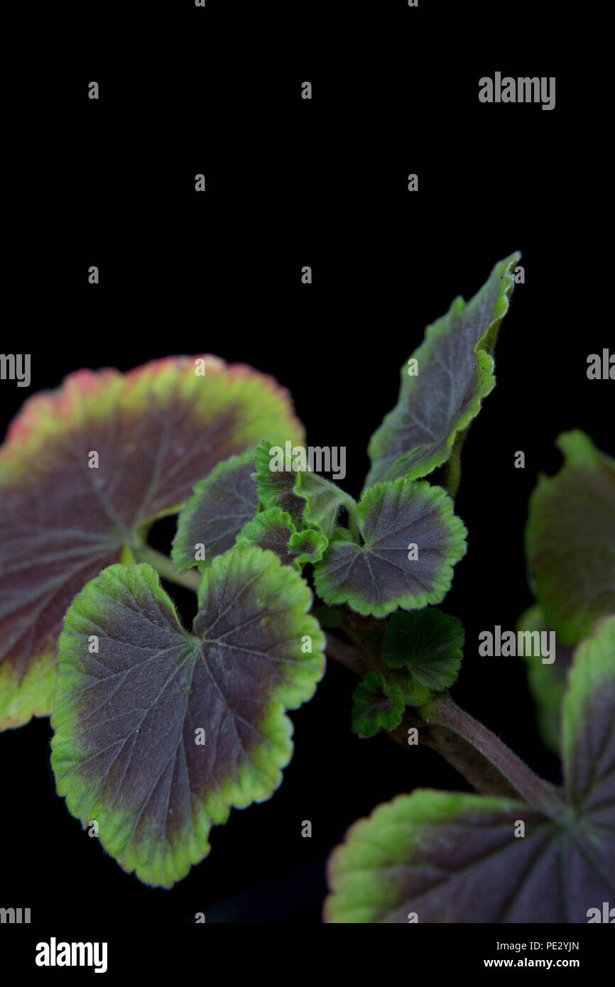 Geranien (Pelargonien) auf schwarzem Hintergrund Stockfoto
