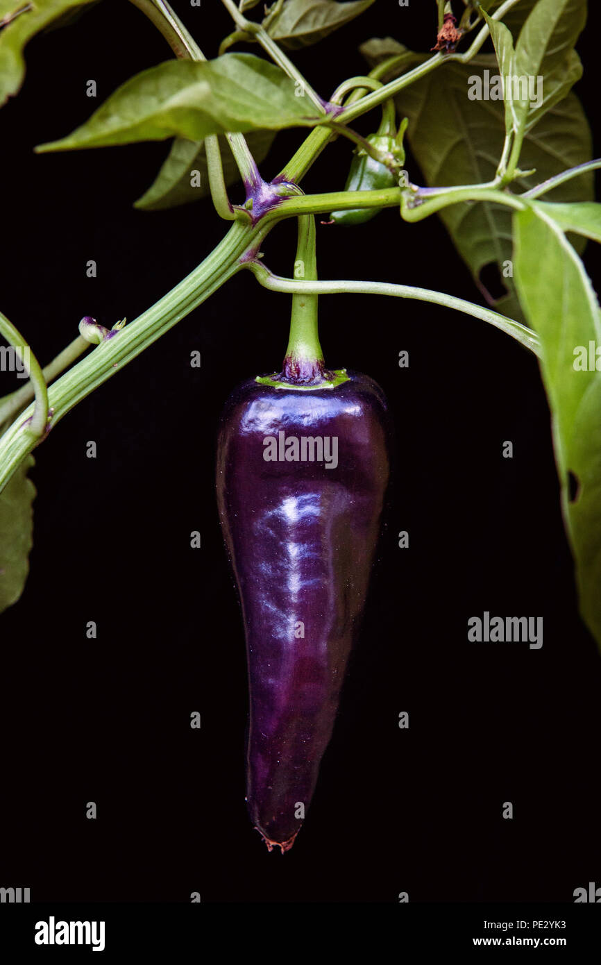 Ein deep purple konischen Pfeffer wächst auf einem Pfeffer Pflanze, vor  einem schwarzen Hintergrund isoliert Stockfotografie - Alamy
