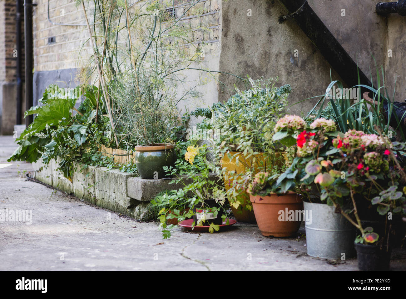 Ein Städtischer Garten mit Blumentöpfe mit Blumen, Gemüse und Kräuter in einem konkreten Hinterhof gepflanzt Stockfoto