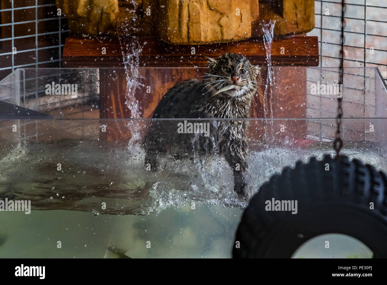 Wilde Fischerei Katze Spritzen in einen Wassertank mit einem Fisch im Maul zu einem Heiligtum Stockfoto