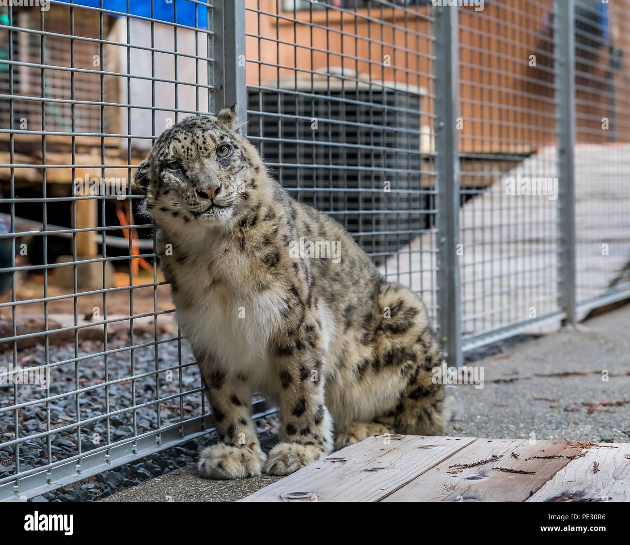 Wild snow leopard Kratzer auf seinem Kopf, der gerade in die Kamera schaut, in einem Käfig auf ein Heiligtum Stockfoto