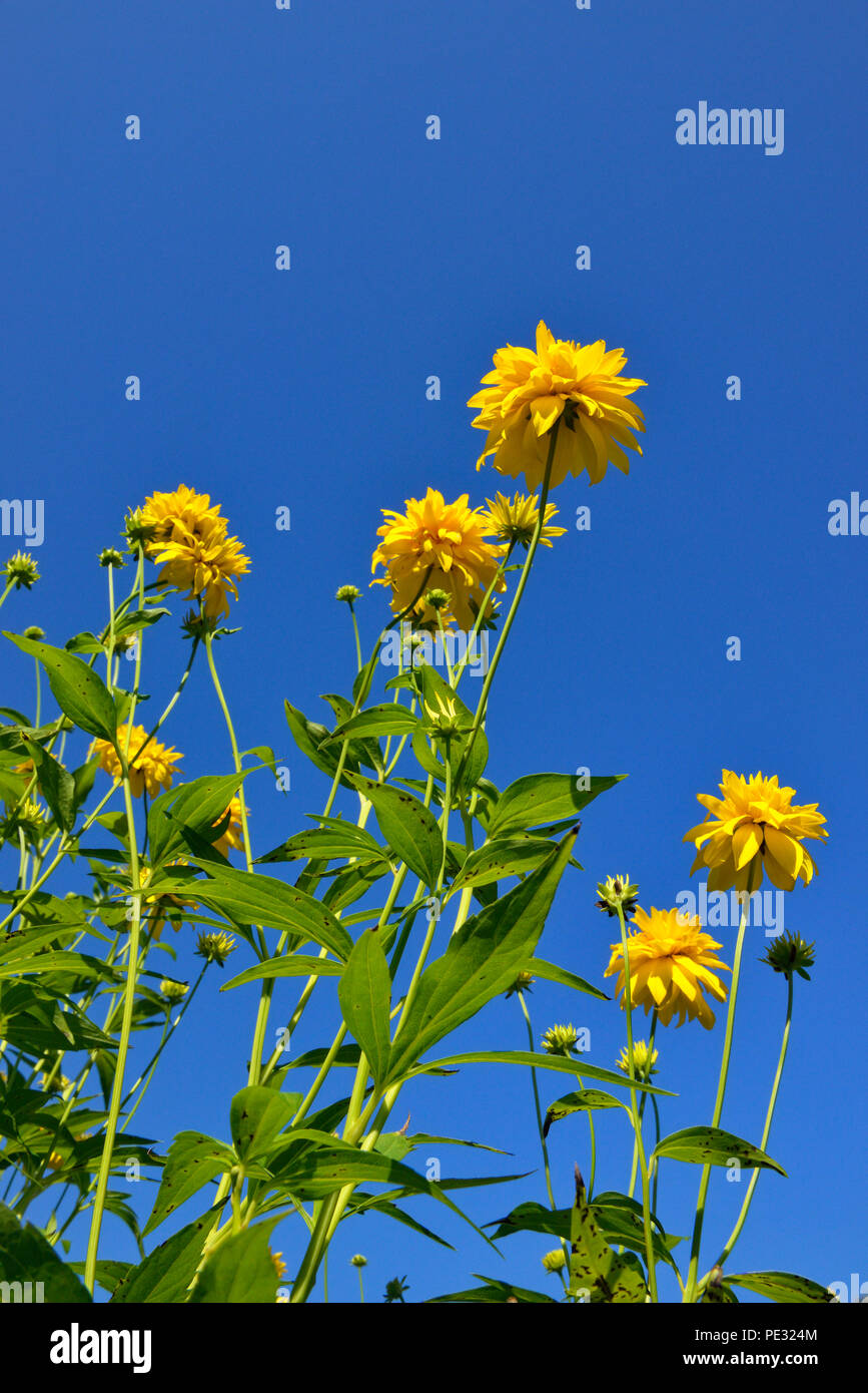 Gelbe Chrysanthemen, grössere Sudbury, Ontario, Kanada Stockfoto