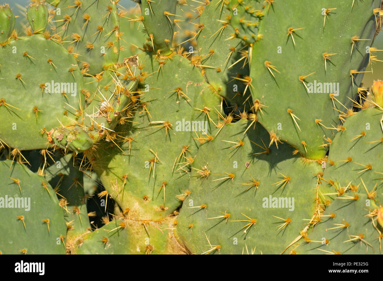 Prickly Pear cactus Opuntia spp.) Pads und Nadeln, Rio Grande City, Texas, USA Stockfoto